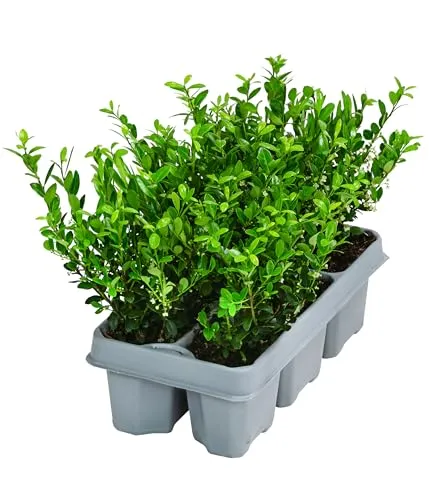 Produktbild Dehner Japanischer Ilex Jenny, Stechpalme, 6 Stück, immergrün, ca. 10-15 cm, Laubstrauch