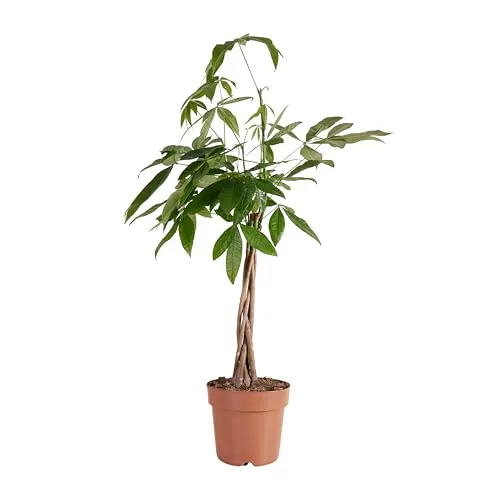 Bloomique - Pachira Aquatica - Geldbaum - Wasserkakao - Zimmerpflanzen - Luftreinigend - Pflegeleicht - 80-90 cm hoch - Topf 21 cm