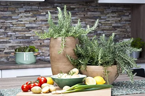 Pflanzen Lila von PlantaPro