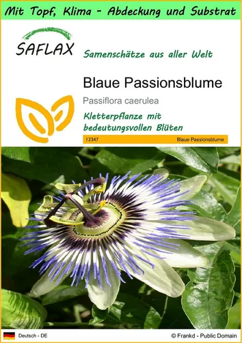 SAFLAX Blumensamen SAFLAX - Garden to go - Blaue Passionsblume