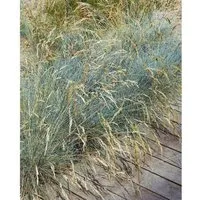 Festuca Valesiaca Glaucantha Blau-Schwingel Ca. 9x9 cm Topf