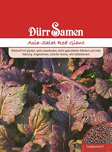 Roter Asia Salat Samen Asiasalatsamen Roter Salat Red Giant Scharfes Aroma ca 500 Korn Saatgut Hochbeet Balkon Garten Dürr Samen