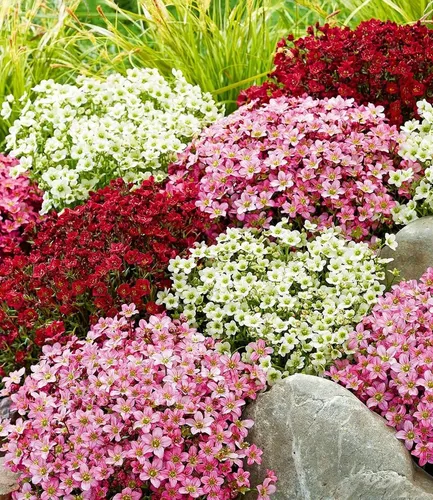 Baldur Garten Bodendecker Saxifraga-Mix 'Blütenteppich' - 9 St. - Bunte und immergrüne Bodendecker für Beeteinfassungen und Steingärten. Pflegeleicht und winterhart, bringen sie Farbe in Ihren Garten. Ideal für Sonne und Halbschatten, Höhe ca. 20 cm.
