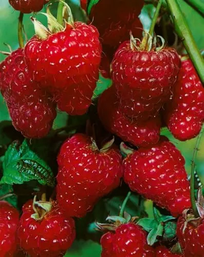 Rubus idaeus 'ZEFA 3 Herbsternte' 30–40 cm – Winterhart, Mehrjährig, Pflegeleicht – Himbeere – Beerenstrauch für Garten & Beet