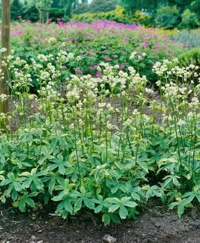 Astrantia major 'Sunningdale Variegated' ca. 11x11 cm Topf - Sterndolde, grün-weiß panaschiertes Laub, rosa Blüten, Blütezeit Juni-August, ideal für halbschattige Beete, pflegeleicht
