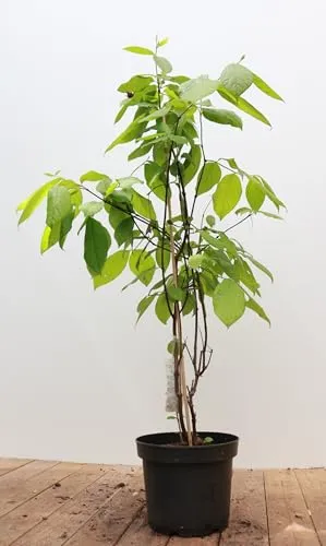 Produktbild Calycanthus floridus