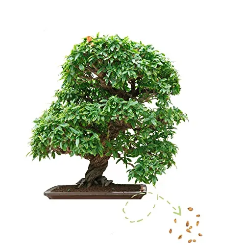Exotische Bonsai Samen mit hoher Keimrate - Pflanzen Samen Set für deinen eigenen Bonsai Baum (1x Zwerg Granatapfel)