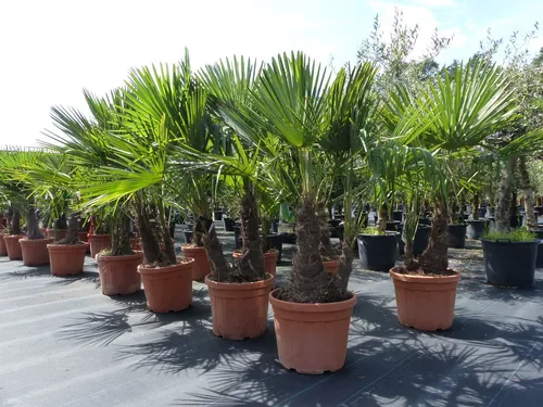 Trachycarpus Fortunei Palme mehrstämmig, winterhart 220 cm - Winterharte Trachycarpus Fortunei Palme, 3-5-stämmig, ideal für Garten und Terrasse. Robust und pflegeleicht, bringt mediterranes Flair in Ihr Zuhause. Höhe: 190-220 cm, Topf Ø 48 cm.