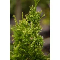 Thuja plicata Aurescens - Goldgelber Riesen-Lebensbaum - Ziergehölz mit dekorativem, goldgelbem Austrieb, ideal für Sichtschutzhecken und als Solitär im Garten. Schnellwachsend und pflegeleicht, perfekt für sonnige bis halbschattige Standorte.