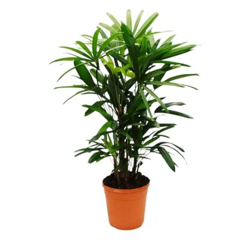 Exotenherz Steckenpalme Rhapis excelsa