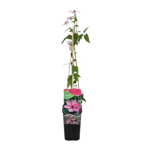 Bloomique - Clematis Hagley Hybrid - Waldrebe - Rosa - Kletterpflanzen - Gartenpflanzen - Winterhart - Topf 15 cm - 70-80 cm hoch