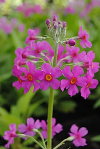 Primula beesiana 9x9 cm Topf – Winterhart, Mehrjährig, Pflegeleicht – Etagen-Primel – Beetstaude für Garten & Teichrand