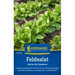 Kiepenkerl Feldsalat Verte de Cambrai