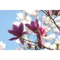 Magnolia soulangiana Starburst - Tulpen-Magnolie, 1 St. - Ziergehölze mit außergewöhnlichen, tulpenförmigen Blüten in Weiß und Rosé. Ideal für repräsentative Pflanzungen und bietet ganzjährig Zierwert durch herbstliches Laub.