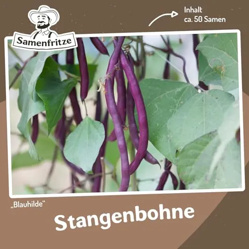 Stangenbohne Blauhilde Samen