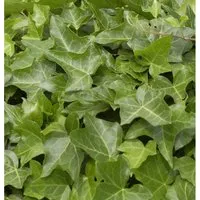Gemeiner Efeu 80-100cm - Hedera helix