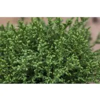 Chamaecyparis Pisifera Plumosa Compressa Zwerg-Scheinzypresse 15–20 cm