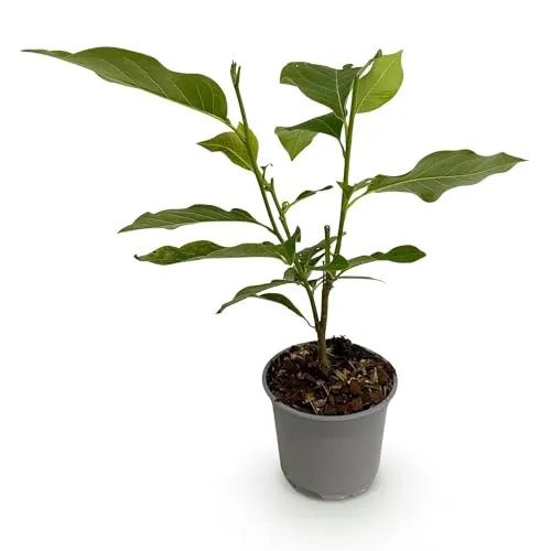 Produktbild GreenboutiQ