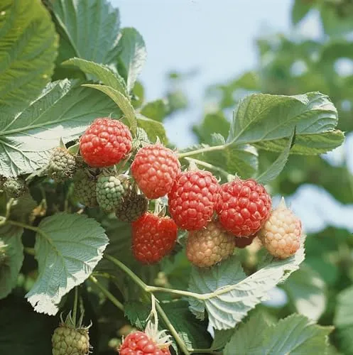 Rubus idaeus 'Autumn Bliss' 40–60 cm – Winterhart, Mehrjährig, Pflegeleicht – Himbeere – Beerenstrauch für Garten & Kübel