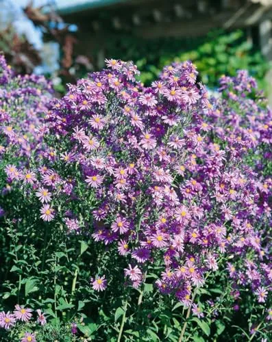 Aster laevis ca. 11x11 cm Topf – Winterhart, Mehrjährig, Pflegeleicht – Glattblatt-Aster – Staude für Beet & Rabatte