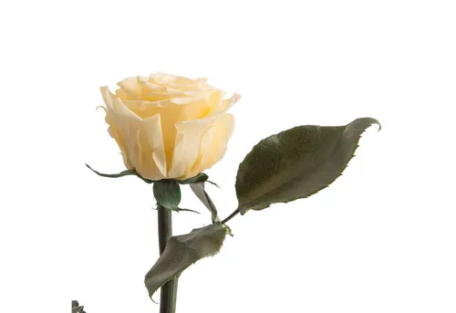 Kunstblume Ewige Rose mit Stiel von ROSEMARIE SCHULZ Heidelberg, 50 cm - Die konservierte Infinity Rose von ROSEMARIE SCHULZ ist ein einzigartiges Geschenk für Frauen. Sie blüht bis zu 3 Jahre lang ohne Wasser oder Sonne und ist ideal für besondere Anlässe.