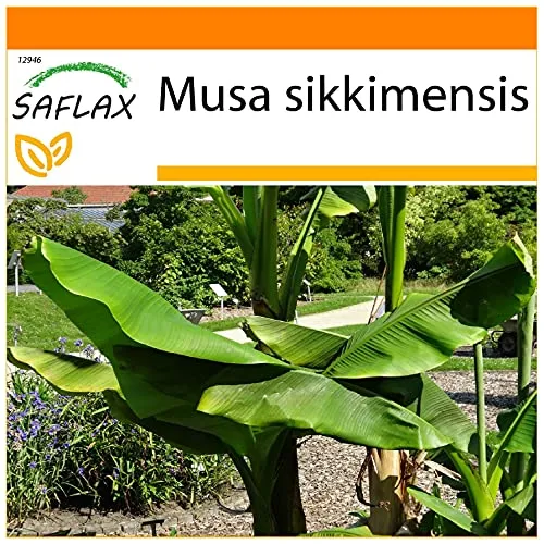 SAFLAX - Garden in the Bag - Darjeeling - Banane - 5 Samen - Mit Anzuchtsubstrat im praktischen, selbst aufstellenden Beutel - Musa sikkimensis