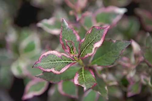 Weigela florida 'Monet' – Pflegeleichter Zierstrauch für Garten & Rabatte - Winterharter, mehrjähriger Zierstrauch mit rosa Blüten und buntem Laub; ideal für Beete, Rabatten und Kübel. Robuster, buschiger Wuchs sorgt für dekorative Farbakzente und zieht Bienen an.