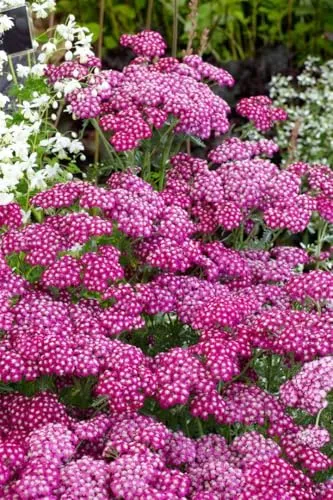 Achillea millefolium 'Sammetriese' 9x9 cm Topf – Winterhart, Mehrjährig, Pflegeleicht – Schafgarbe – Staude für Beet & Rabatte