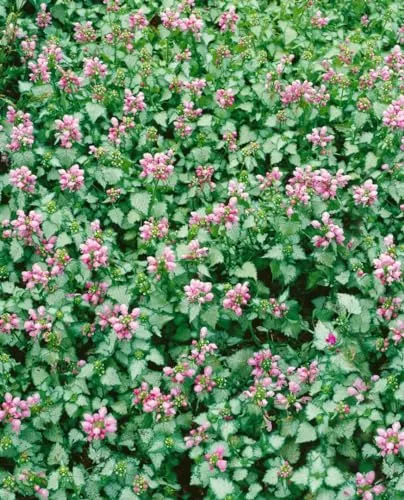 Lamium maculatum 'Pink Pewter' - Gefleckte Taubnessel im 9x9 cm Topf - Charmante Schattenstaude mit filigranem Laub und zarten rosé Blüten, ideal als Bodendecker für schattige Bereiche; pflegeleicht und winterhart.