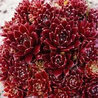 Sempervivum X Cult. Pickwick Hauswurz Ca. 9x9 cm Topf