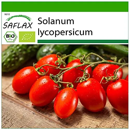 SAFLAX - BIO - Tomate - Roma - 15 Samen - Mit keimfreiem Anzuchtsubstrat - Solanum lycopersicum