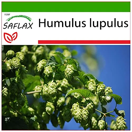 SAFLAX - Heilpflanzen - Echter Hopfen - 50 Samen - Mit keimfreiem Anzuchtsubstrat - Humulus lupulus