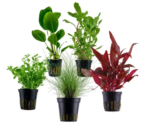 Dehner Aquarienpflanzen Set Einsteiger 212, 5-teilig - Entdecken Sie die Farbenvielfalt mit dem Dehner Aquarienpflanzen Set Einsteiger 212! Pflegeleicht, robust und ideal für jedes Aquarium. Genießen Sie eine lebendige Unterwasserwelt mit attraktiven Pflanzen, die schnell anwachsen.
