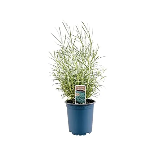Helichrysum italicum 11x11 cm Topf – Mehrjährig, Pflegeleicht – Currykraut – Gewürzpflanze für Kräuterbeet & Balkon