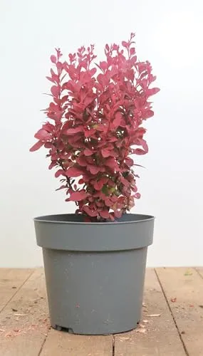 Berberis thunbergii 'Orange Rocket' - Säulen-Berberitze mit orange-roten Blättern - Pflegeleichte und winterharte Pflanze für Hecken und Rabatten. Bietet spektakuläres Farbspiel im Herbst und ist ideal für Anfänger.