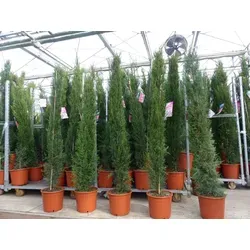 Produktbild 10x Mittelmeerzypresse 200 cm