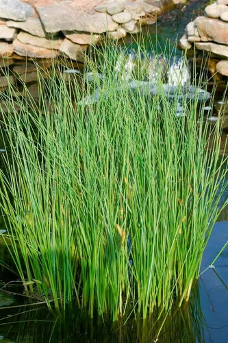 Pflanzen für Dich Gräser Carex nigra, 1 St., Schwarze Segge, Riedgras, schwarzgrün, feuchtigkeitsliebend