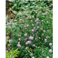 Scabiosa Columbaria Tauben-Skabiose Ca. 9x9 cm Topf