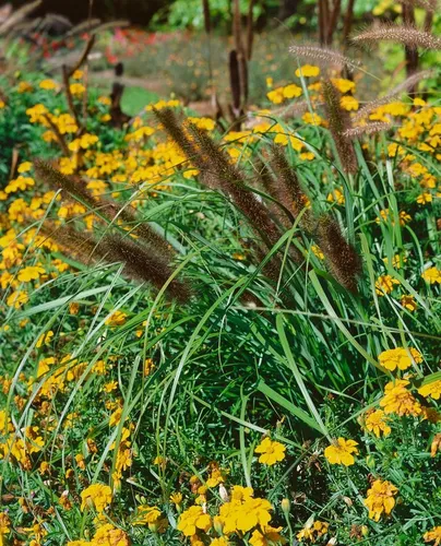 Pflanzen für Dich Gräser Pennisetum alopec. Red Head, 1 St., Lampenputzergras, rote Ähren, spätblühend