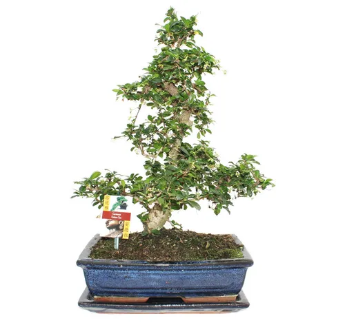 Exotenherz Bonsai Fukientee - Carmona microphylla, 12-15 Jahre - Zimmerpflanze mit einzigartigem Wuchs, entwickelt ganzjährig kleine Blüten und Beeren. Pflegeleicht und ideal für helle Fensterplätze, perfekter grüner Begleiter für Ihr Zuhause.