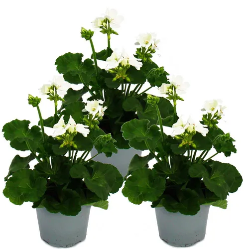 Stehende Geranien – Pelargonium zonale – 12-cm-Topf – 3er-Set – weiß