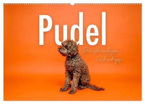 Sf Sf | Pudel - Die flauschigen Lockenköpfe. (Wandkalender 2026 DIN A2 quer),...