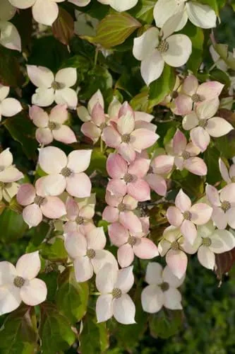 Cornus kousa 'Dwarf Pink' - Japanischer Blumen-Hartriegel - Blumen & Pflanzen, pflegeleichter und winterharter Strauch mit zartrosa Blüten, ideal für kleine Gärten und Terrassen.