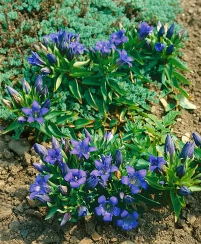 Produktbild Gentiana septemfida var. lagodechiana 9x9 cm Topf – Winterhart, Mehrjährig, Pflegeleicht – Kaukasus-Enzian – Staude für Steingarten & Beet