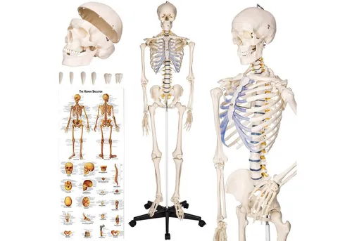 tectake Skelett von tectake