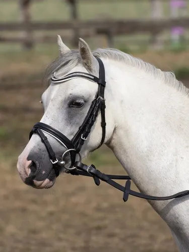 BUSSE Trensenzaum Busse Trense LITTLE - Hochwertige Ledertrense für Mini-Shettys und Shettys, mit farbig unterlegtem Nasen- und Stirnriemen für einen eleganten Look und optimalen Komfort.