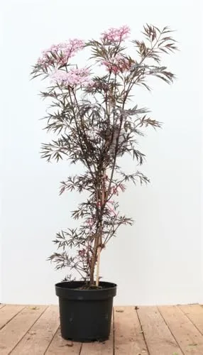 Sambucus nigra 'Black Lace' - Schwarzer Holunder, 60-80 cm - Baumsamen & -pflanzen, pflegeleicht und winterhart, mit tiefroten Blüten, die Bienen und Schmetterlinge anziehen. Ideal für sonnige Standorte und als Solitärpflanze.