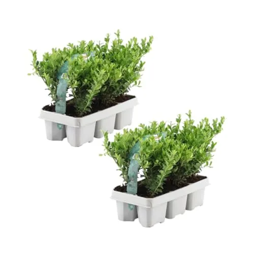 Plants by Frank – 12 Stechpalme Pflanze | Heckenpflanzen Winterhart | 12 x Ø7 cm - 15 cm Ilex crenata Jenny | Heckenpflanzen | Buchs ersatz | Buchsbaum ersatz