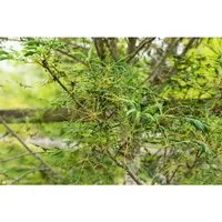 Aesculus Hippocastanum Laciniata - Zierbaum mit filigranem Blattwerk - Eleganter Zierbaum mit einzigartigen, geschlitzten Blättern und aufrechten Blütenkerzen. Ideal für sonnige bis halbschattige Standorte, bietet er Schatten und setzt beeindruckende Akzente im Garten.