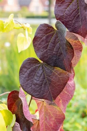 Pflanzen für Dich Gehölze Cercis can. 'Red Force' - Kanadischer Judasbaum - Ziergehölz mit beeindruckenden purpurrosa Blüten und herzförmigen Blättern, die von rötlich-burgunderfarben auf Bronzegrün wechseln. Ideal als Solitär oder in Gruppen, pflegeleicht und robust.